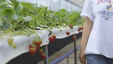 春天年轻的女孩子在草莓采摘园细节拍摄视频的预览图